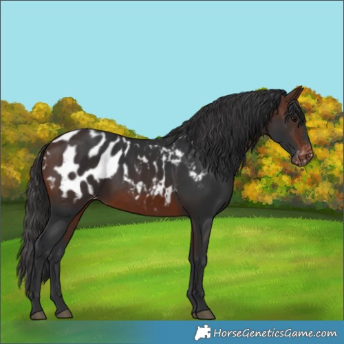 Horse Color:Brown Appaloosa