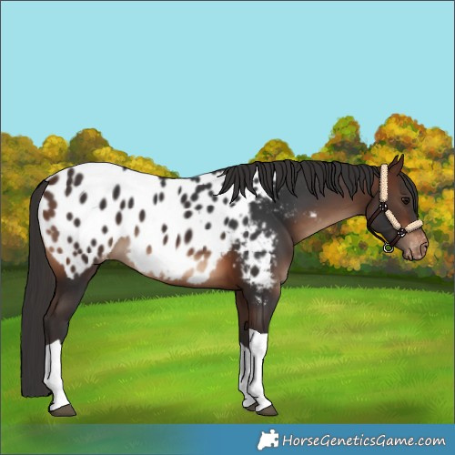 Horse Color:Brown Tobiano Appaloosa 