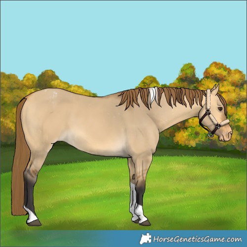 Horse Color:Buckskin Dun Tobiano Varnish 