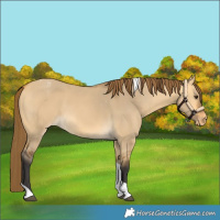 Horse Color:Buckskin Dun Tobiano Varnish 