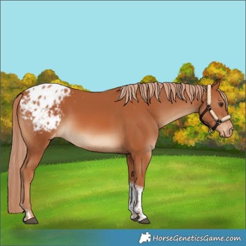 Horse Color:Chestnut Tobiano Blanket 
