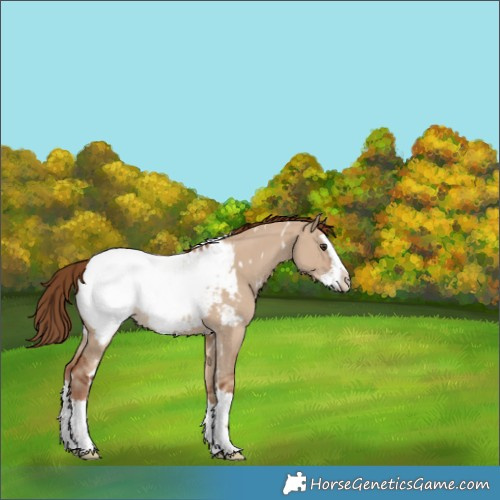 Horse Color:White Spotted Red Dun Splash Appaloosa 