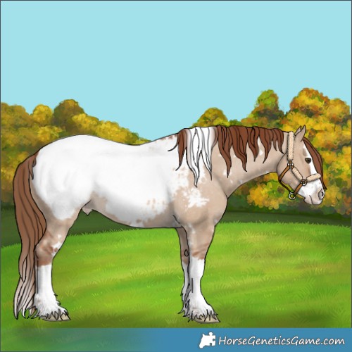 Horse Color:White Spotted Red Dun Splash Snowcap