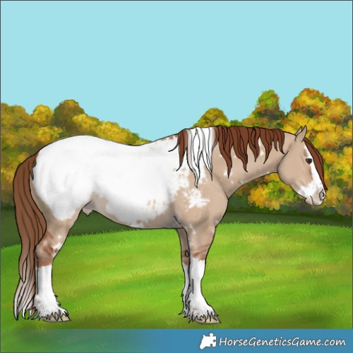 Horse Color:White Spotted Red Dun Splash Appaloosa 