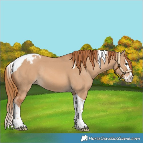 Horse Color:Red Dun Splash Tobiano Blanket Rabicano