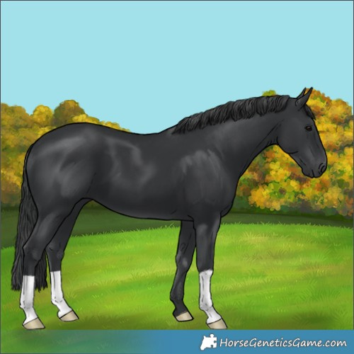 Horse Color:Black 