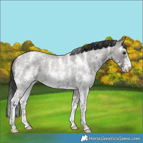 Horse Color:Grullo Roan Sabino Appaloosa Rabicano 