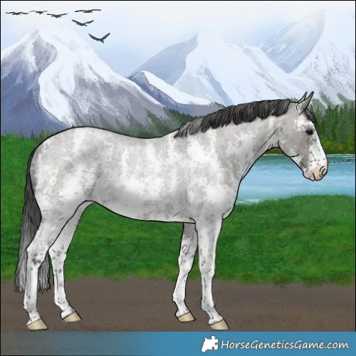 Horse Color:Grullo Roan Sabino Varnish Rabicano