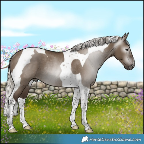 Horse Color:Gray Silver Grullo Tobiano Appaloosa Rabicano 