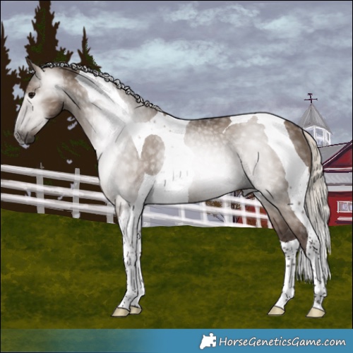 Horse Color:Gray Silver Grullo Tobiano Varnish Rabicano