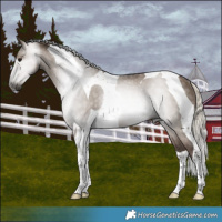 Horse Color:Gray Silver Grullo Tobiano Varnish Rabicano 