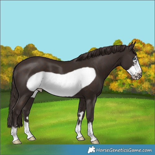 Horse Color:Liver Chestnut Frame 