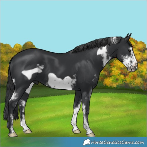 Horse Color:Black Sabino Frame 