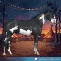 Horse Color:Black Sabino Frame