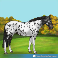 Horse Color:Gray Brown Tobiano Blanket 