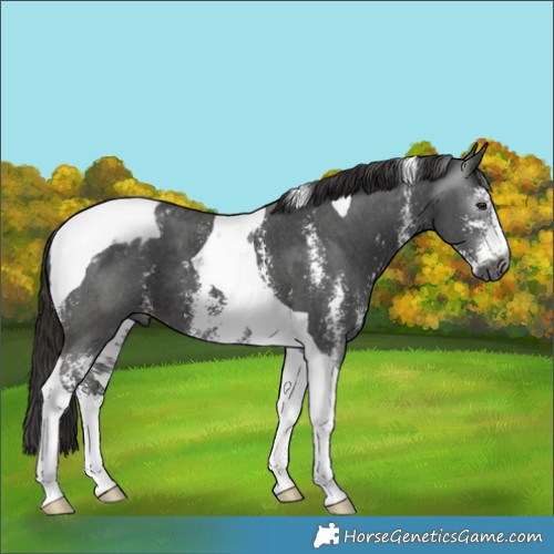 Horse Color:Gray Liver Chestnut Sabino Tobiano Appaloosa 