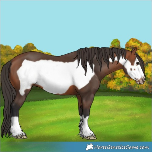 Horse Color:Bay Frame