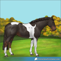 Horse Color:Liver Chestnut Tobiano 