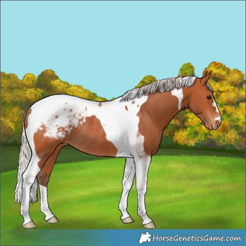 Horse Color:Silver Bay Tobiano Appaloosa Rabicano 