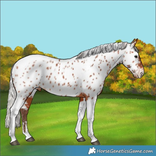 Horse Color:Powder White Silver Bay Tobiano Appaloosa Rabicano 