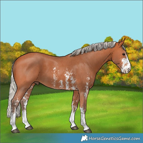 Horse Color:Silver Bay Sabino 