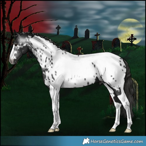 Horse Color:Gray Black Tobiano Appaloosa