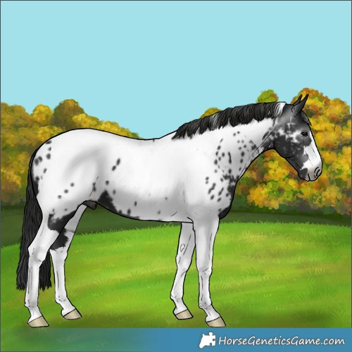 Horse Color:Gray Black Tobiano Appaloosa 