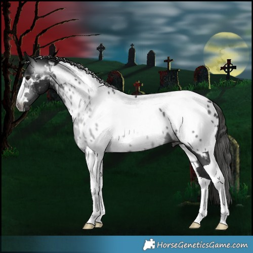 Horse Color:Gray Black Tobiano Near Leopard 