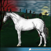 Horse Color:Gray Black Tobiano Near Leopard 