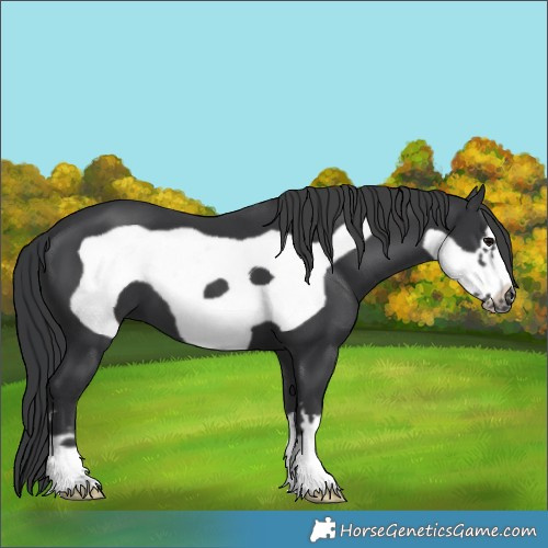 Horse Color:Black Frame 