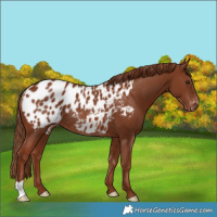 Horse Color:Chestnut Appaloosa Rabicano 