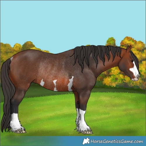 Horse Color:Bay Rabicano 