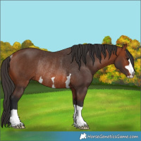 Horse Color:Bay Rabicano 
