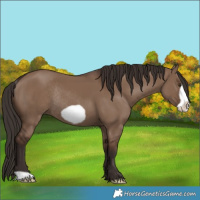 Horse Color:Liver Red Dun Frame Rabicano 