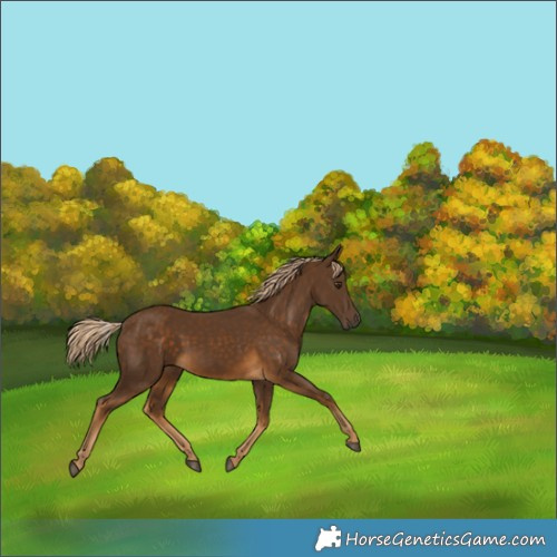 Horse Color:Chocolate Palomino 