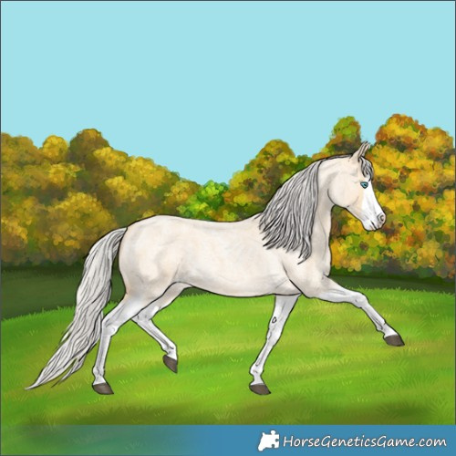 Horse Color:Silver Buckskin Roan Splash