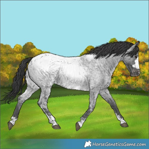 Horse Color:Blue Ice Roan Appaloosa 