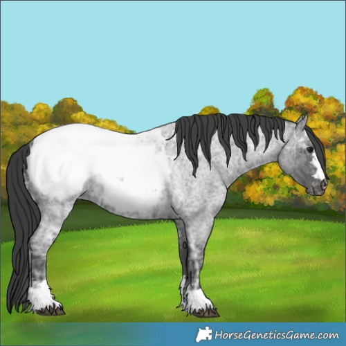 Horse Color:Blue Ice Roan Appaloosa 