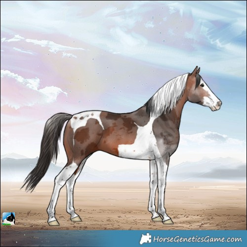 Horse Color:Bay Merle Splash Tobiano 