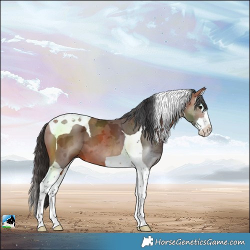 Horse Color:Bay Merle Splash Tobiano 