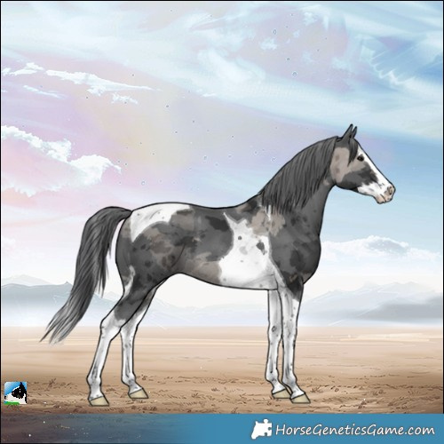 Horse Color:Black Merle Splash Tobiano 