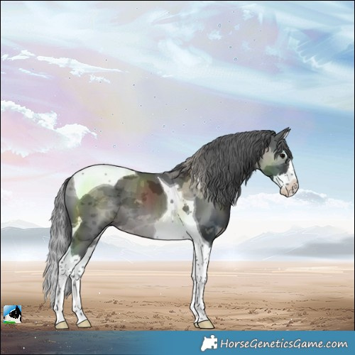 Horse Color:Black Merle Splash Tobiano 