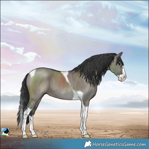 Horse Color:Grullo Splash Tobiano 