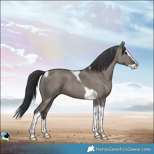 Horse Color:Grullo Splash Tobiano