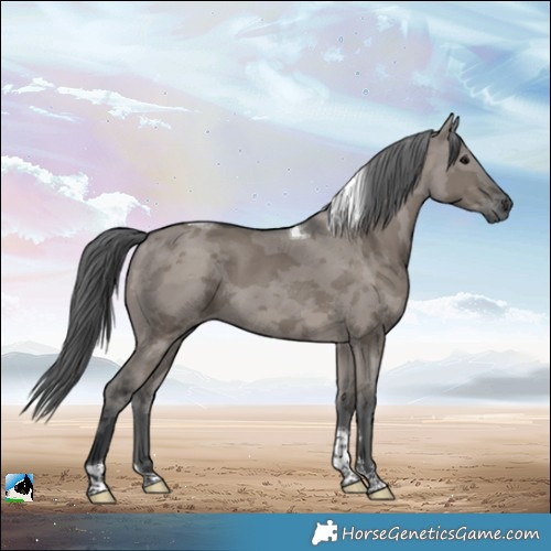 Horse Color:Grullo Merle Tobiano
