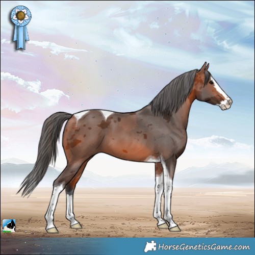 Horse Color:Bay Merle Splash Tobiano 