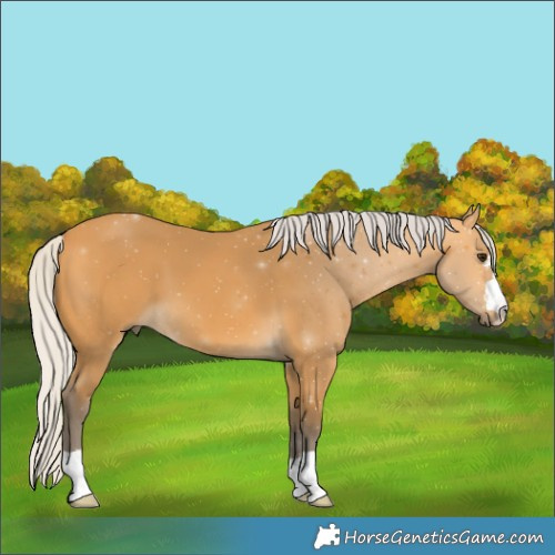 Horse Color:Silver Buckskin 