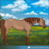 Horse Color:Red Dun 
