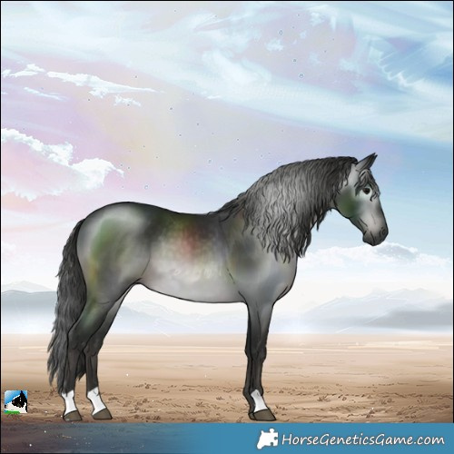 Horse Color:Gray Black 