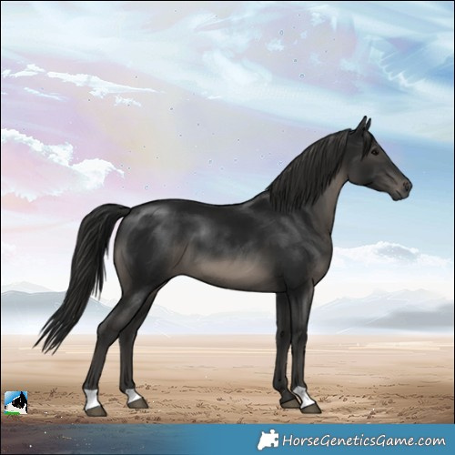 Horse Color:Gray Black 